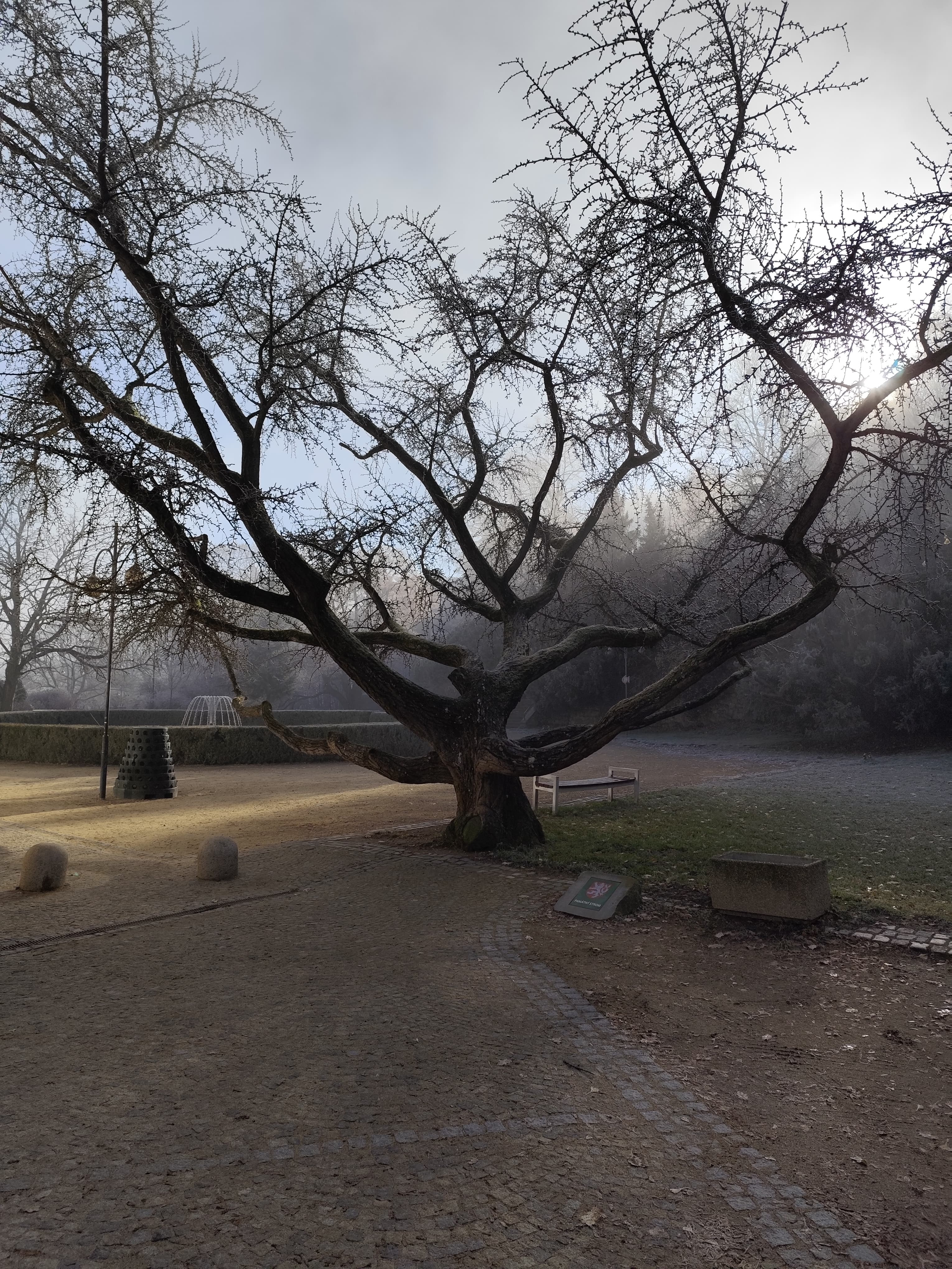 Jinan dvoulaločný v parku u zámeckého skleníku